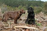 LABRADOR 123